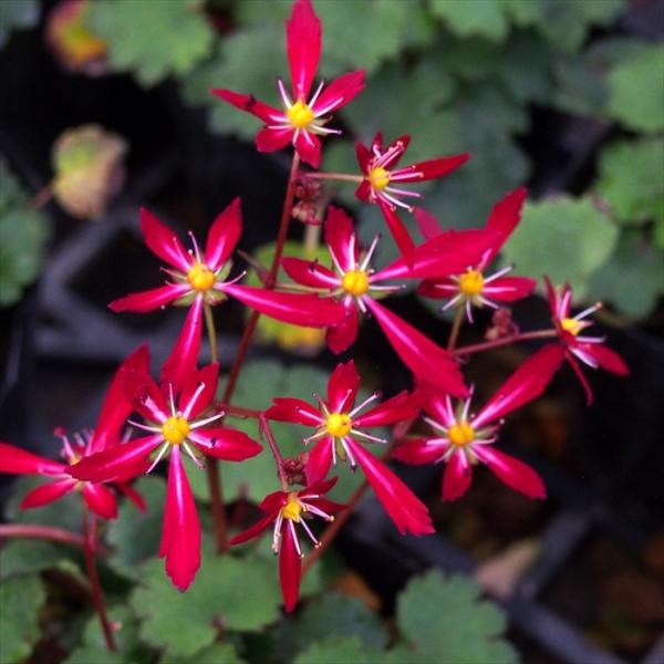 大文字草　山採り直送　5株 楽天市場】2025年10月開花 大文字草 赤輪 鉢植え ダイモンジソウ