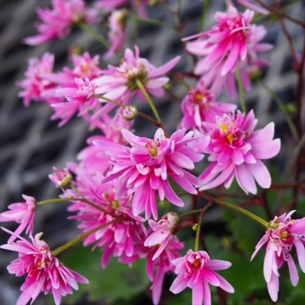 日本花キ流通 予約販売 大文字草苗 桃白波 9cmポット ダイモンジソウ