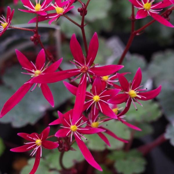 日本花キ流通 大文字草苗 歩夏 9cmポット ダイモンジソウ 山野草