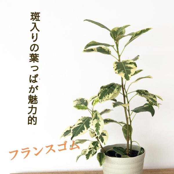 flower-net_z230829103