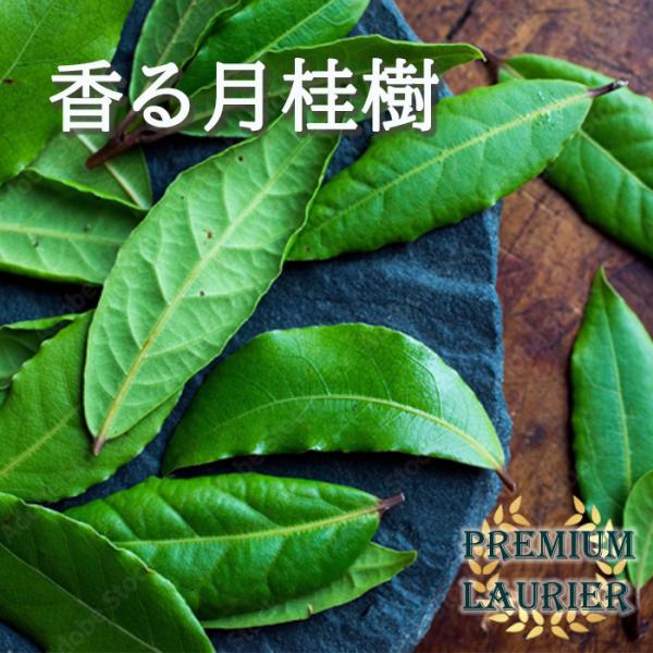 【商品説明】芳香が特に優れている品種を選抜育成した月桂樹。庭木のシンボルツリーとしてはもちろん、葉にはシオネールという微香成分あり、食欲増進や消化を助けるなどの効果があると言われています。ハーブとしての芳辛料や料理の香り付け、焼酎の味のまろ...