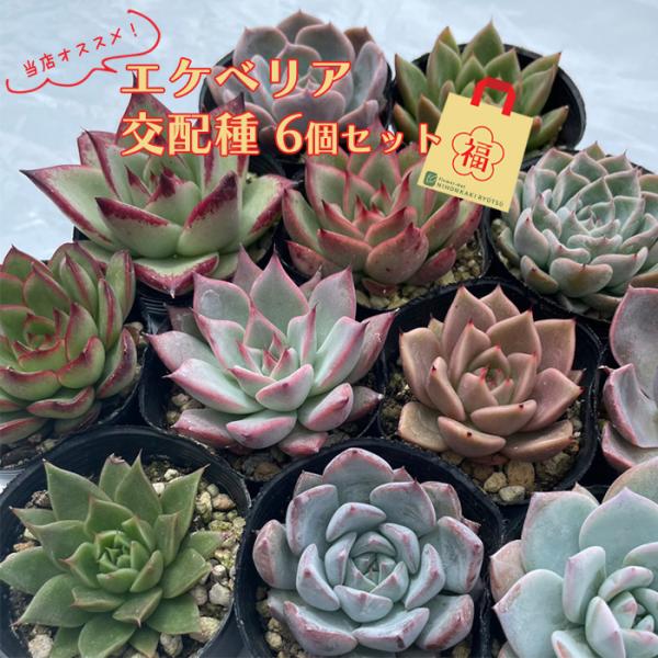 日本花キ流通 多肉植物 エケベリア 交配苗6個セット 福袋 送料