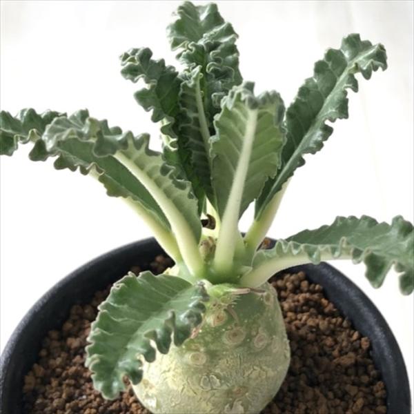 日本花キ流通 多肉植物 caドルステニア ラブラニー 実生 多肉植物 送料