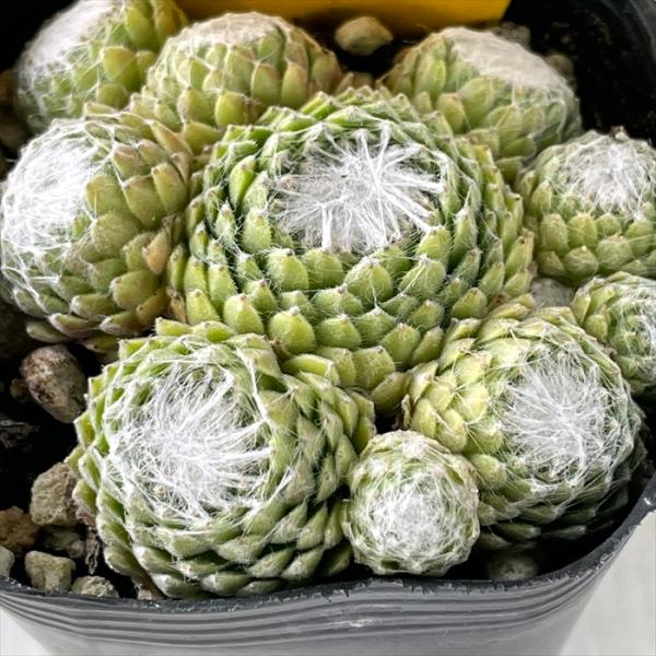 日本花キ流通 多肉植物 shセンペルビウム コットンキャンディ 7.5cm
