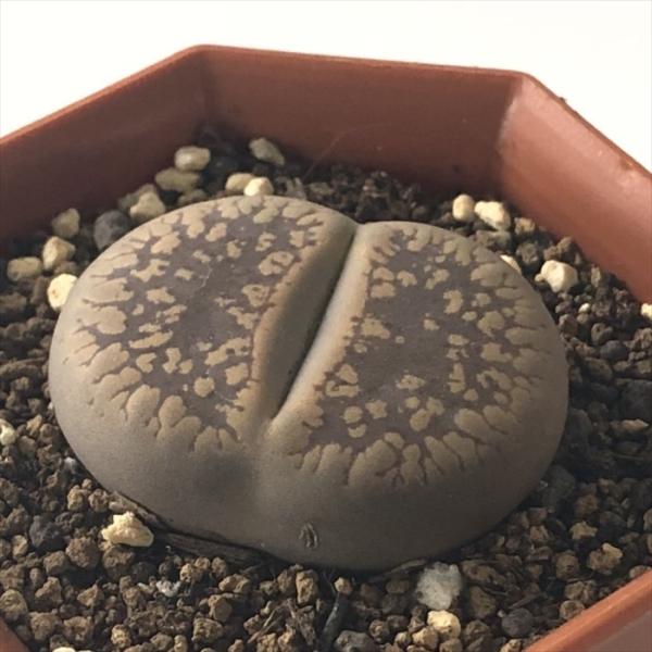 専用❤️速達付き同梱-200円多肉植物　リトープス　朝貢玉 鉢のまま 2025年最新】リトープス 朝貢玉の人気アイテム - メルカリ