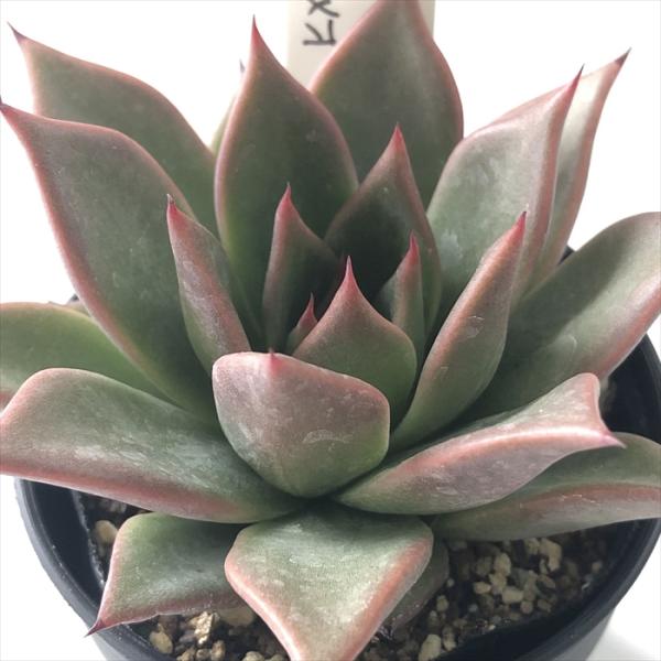 多肉植物^o^  オルペット 多肉植物^o^ オルペット