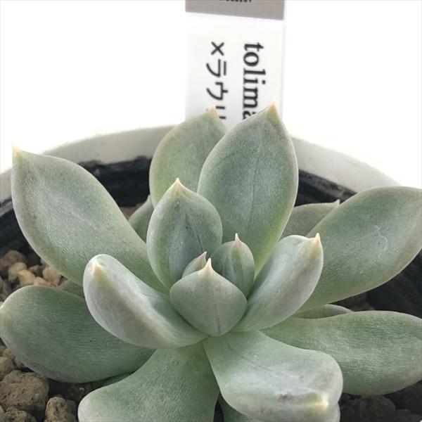 多肉植物 yukエケベリア tolimanensis×ラウリンゼ 優木園さんの苗 送料
