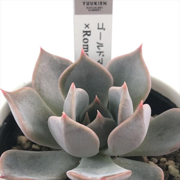 flower-net_z230913004