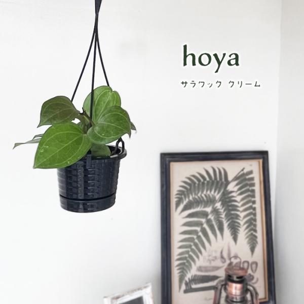 flower-net_z230919005