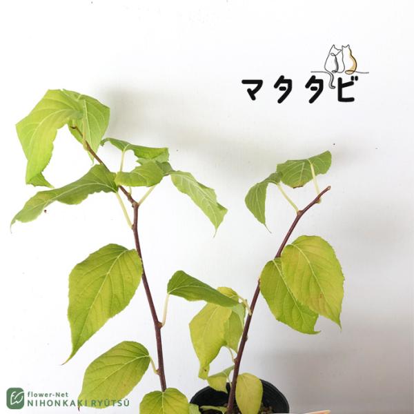 日本花キ流通 マタタビ 苗 9cmポット またたび 木天蓼苗木 果樹苗