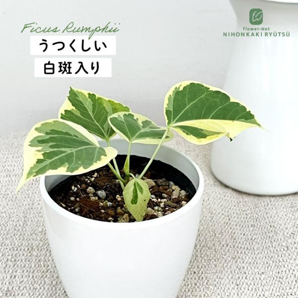 flower-net_z231012006