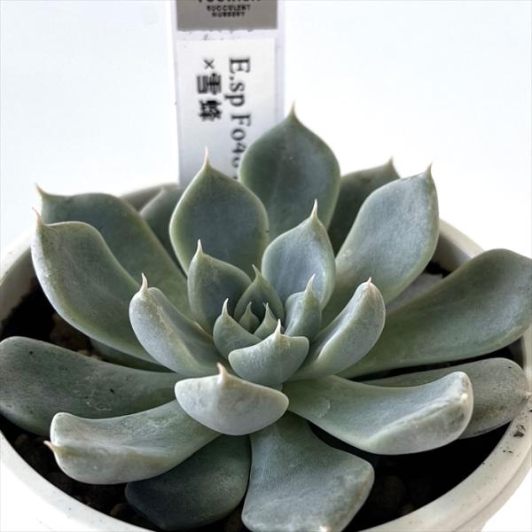 多肉植物　エケベリアsp  韓国苗 韓国苗 多肉植物 エケベリア アイスソウル モス付き 8苗セット