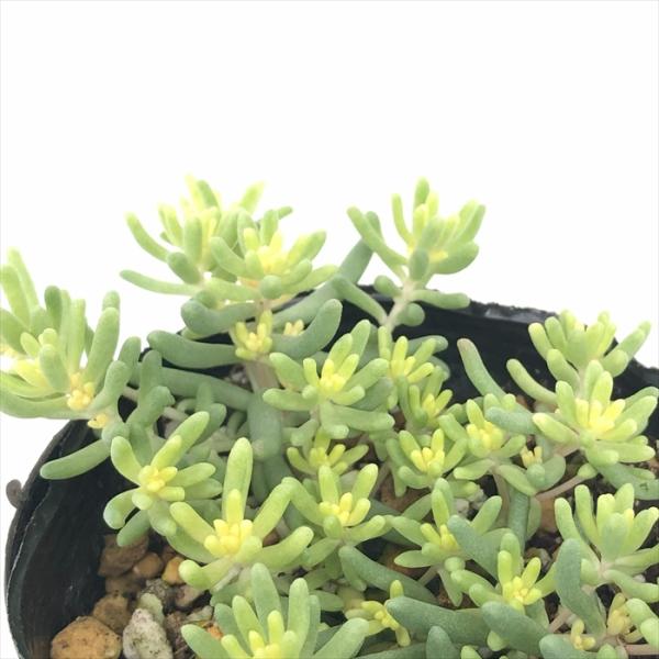 多肉植物　アルブムスプレンドレ&セダムセット　szk51 多肉植物 アルブムスプレンドレ&セダムセット szk51様専用 - メルカリ