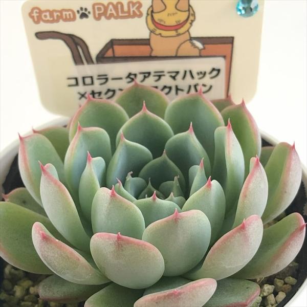 コロラータアテマハック他3点札付きポットごとファームパルクさん苗バラ売り不可 flower-net_z231019107
