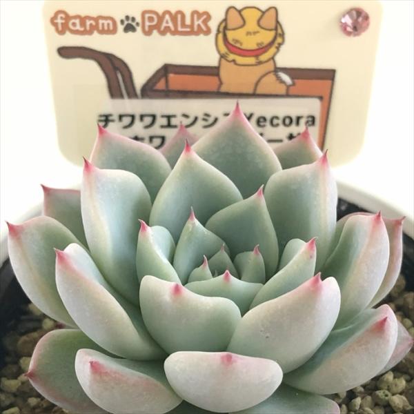 多肉植物 plkエケベリア チワワエンシスYecora×ホワイトザラゴーサ