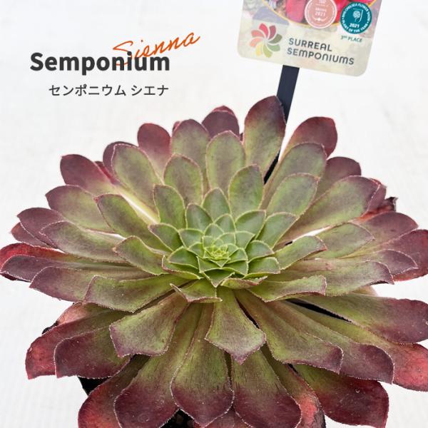 感謝を込めて。センペルビウム15(*´ω`*)T シルベリウム センペルビウム | toA Succulent