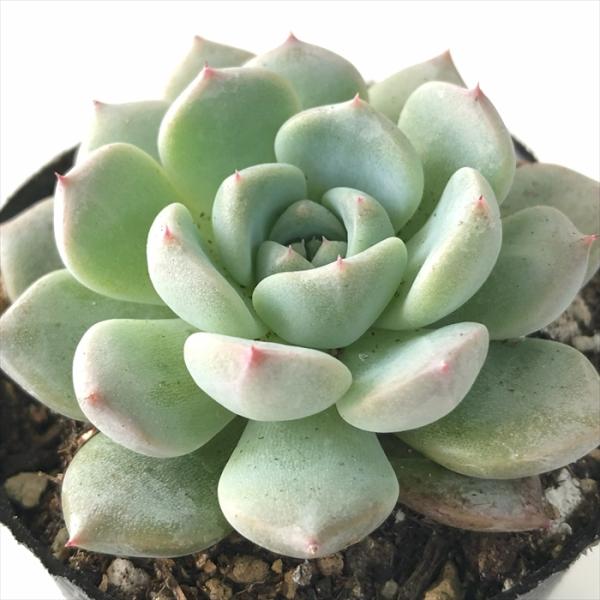 日本花キ流通 多肉植物 hxエケベリア ラウリンゼ×沙羅姫牡丹 多肉植物