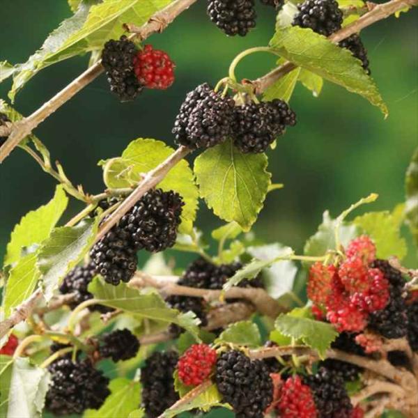 日本花キ流通 予約販売 マルベリー 苗 シャルロットリュス 12cmポット