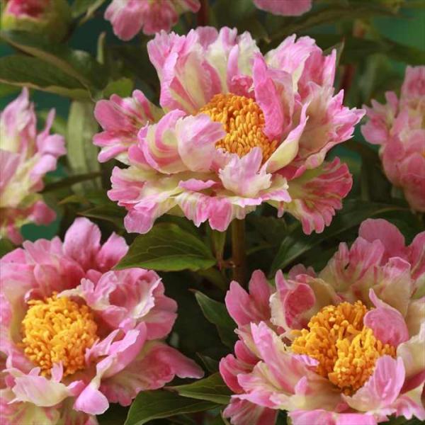 日本花キ流通 予約販売 芍薬 ピンクスプライザー 12cmポット