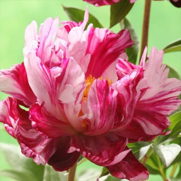 日本花キ流通 予約販売 芍薬 アメリカシャクヤク サーカス