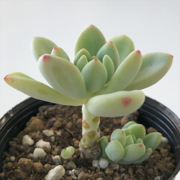 日本花キ流通 多肉植物 hmセダム オレンジボール 多肉植物 セダム 6cm