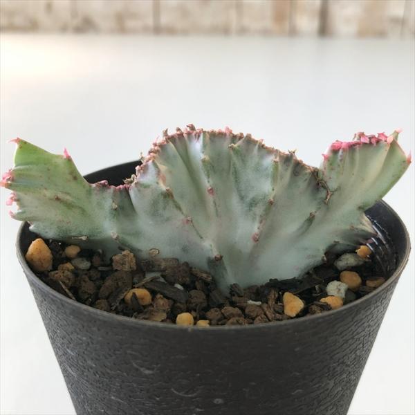 flower-net_z231026206