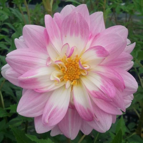 日本花キ流通 予約販売 ダリア 苗 名華 10.5cmポット 中輪種 花苗