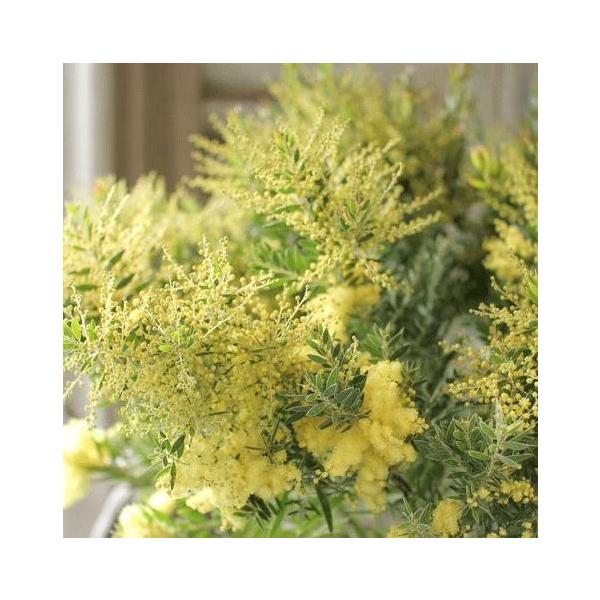 予約販売 アカシア テレサ 10.5cmポット 矮性種 庭木 苗木 花木 hnsa 10月上旬以降発送