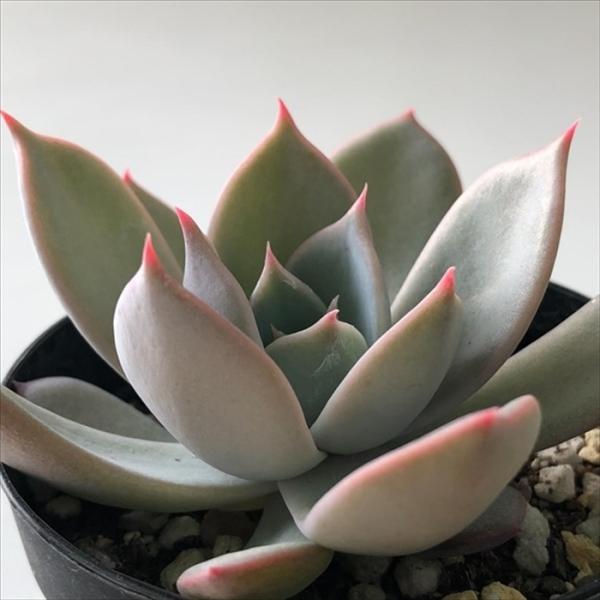 日本花キ流通 多肉植物 skエケベリア リラシナ×リンゼアナ 多肉植物