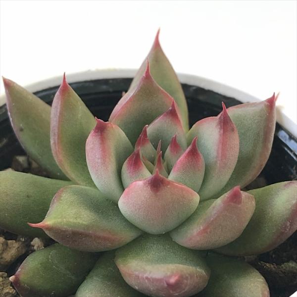 日本花キ流通 多肉植物 hxエケベリア レッドエボニー×コロラータ 日本花キ流通 多肉植物 hxエケベリア レッドエボニー×コロラータ