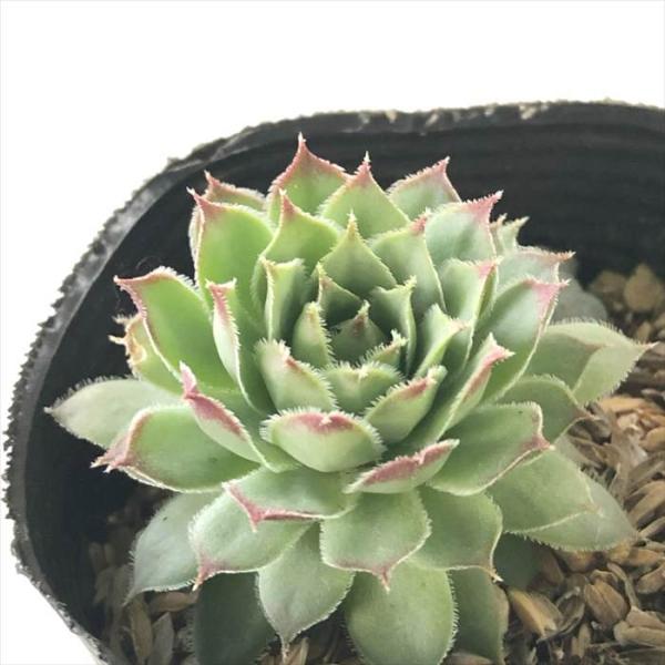 日本花キ流通 多肉植物 sfセンペルビウム ファイヤーバード 7.5cm