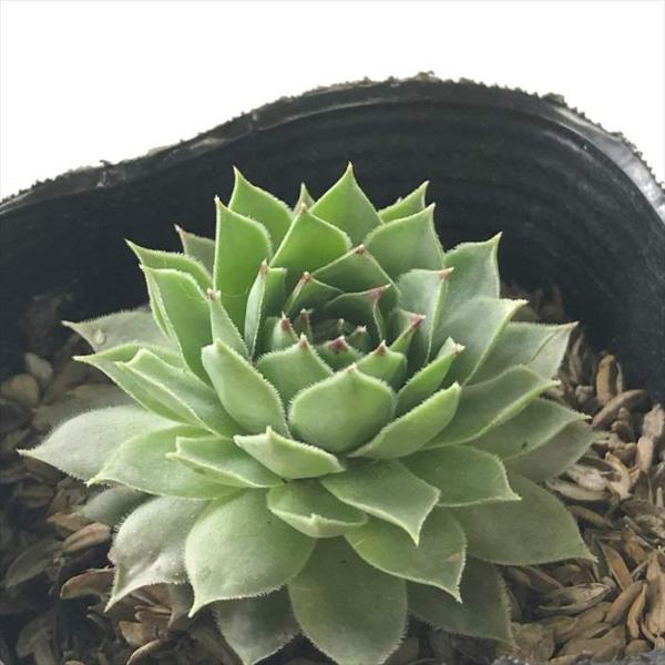 日本花キ流通 多肉植物 sfセンペルビウム リンボ 7.5cmポット