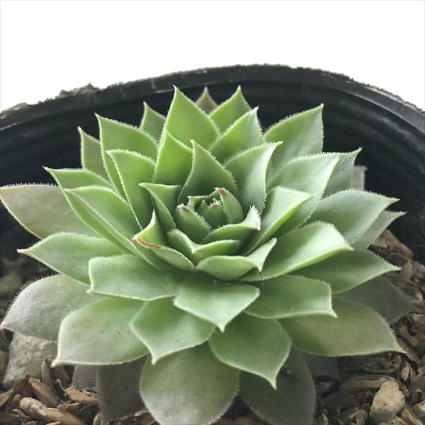 日本花キ流通 多肉植物 sfセンペルビウム 上海ローズ 7.5cmポット