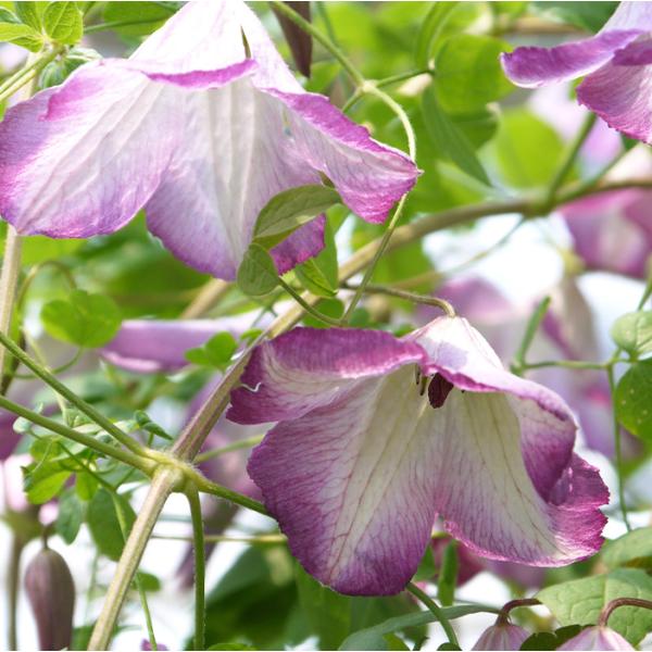 flower-net_z231129103