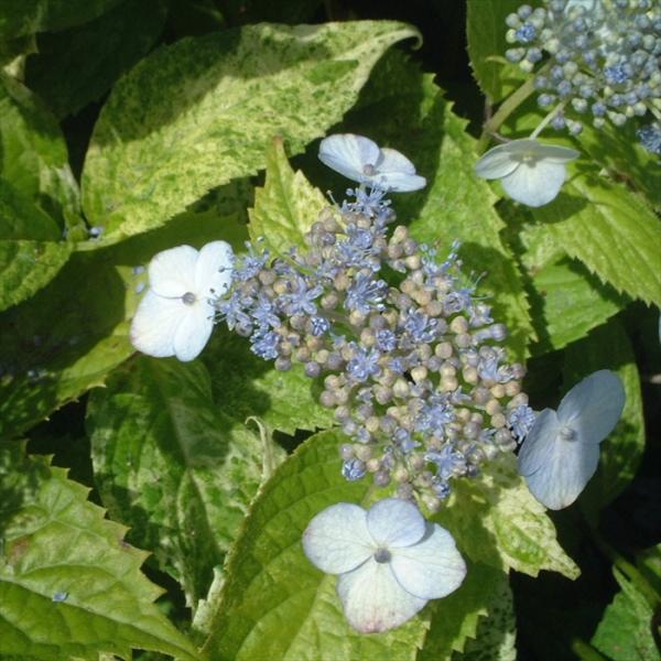 flower-net_z231201005
