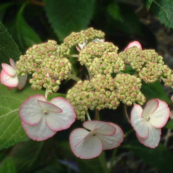 日本花キ流通 予約販売 山アジサイ 清澄沢 9cmポット 苗 花苗 苗木 山