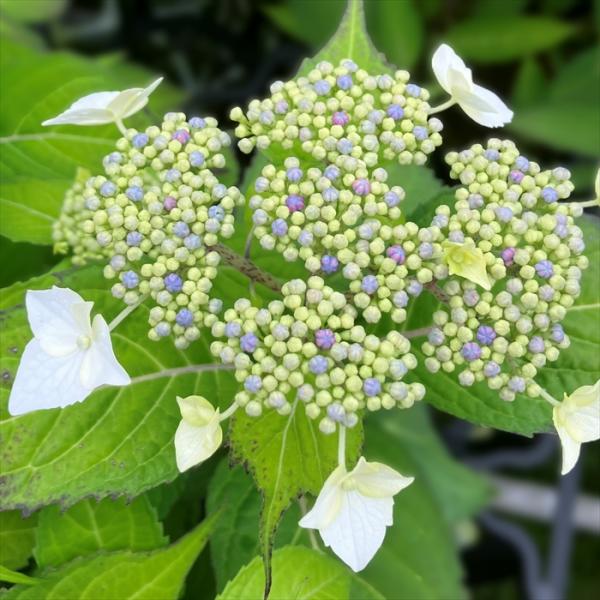 flower-net_z231201010