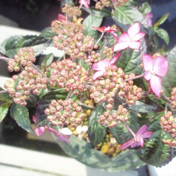 日本花キ流通 予約販売 山アジサイ 紅剣 9cmポット 苗 花苗 苗木 山