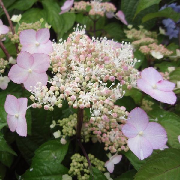 日本花キ流通 予約販売 山アジサイ ももか 9cmポット 苗 花苗 苗木 山