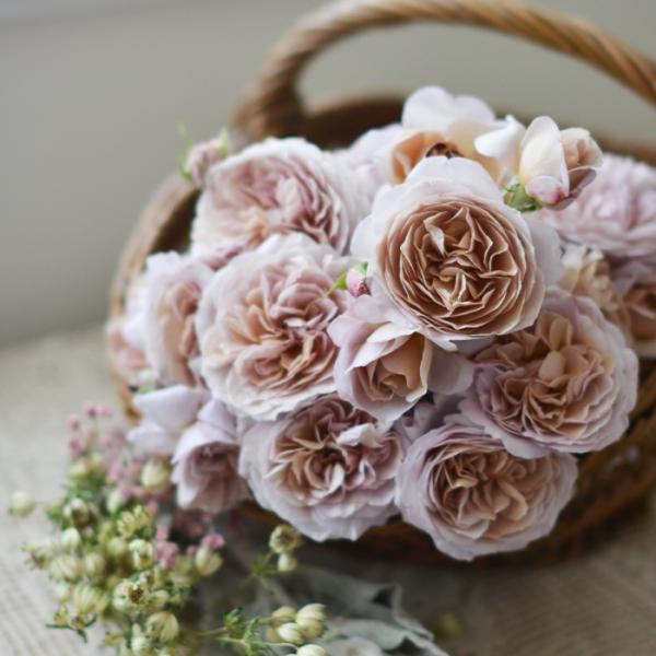 【特徴】くすんだピンクにブラウンがかる茶系の花がアンティークのかごに良く合いそうで、フランス語で‘パニエ’と命名。甘く優しいティーにダマスクの中香。ふわっと優しく広がる場所を取らない樹形で耐病性もあり育てやすい。【香り】中香【開花サイクル】...