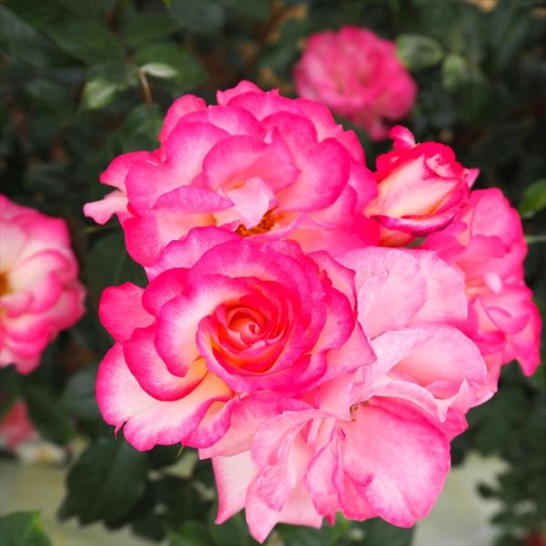 日本花キ流通 予約販売 バラ 苗 バラ 新苗 つるバラ ミュージック つる