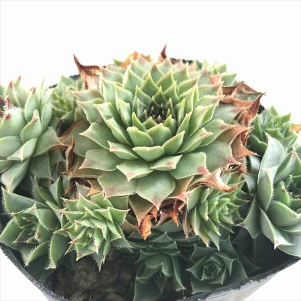 感謝を込めて。センペルビウム15(*´ω`*)J 多肉植物 センペルビウム チェリーフロスト 2.5寸苗 S6043 - ハニー