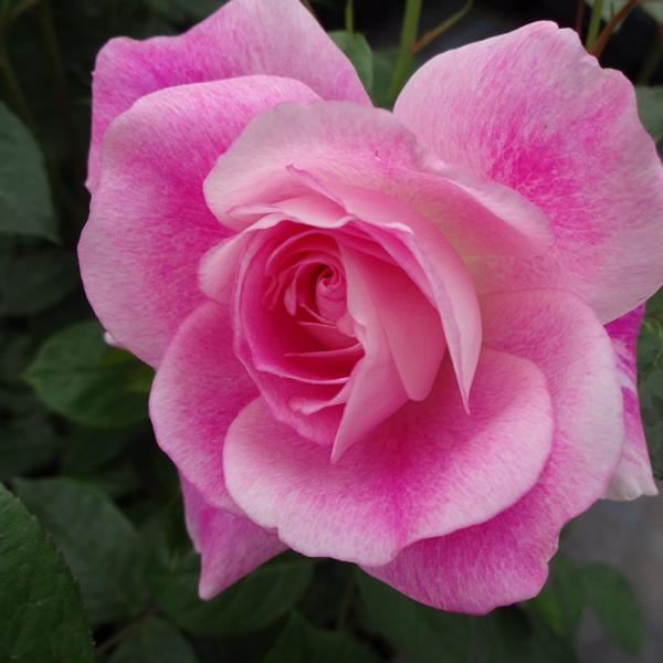 【商品説明】アイスバーグの枝変わりから出たピンク アイスバーグの枝変わり品種。桃色にローズ色がのった花は3〜5輪の房咲きで八重咲き。春先や晩秋の低温時にはより濃く桃色がのる。【香り】★☆☆☆☆（無香か、かすかに感じとれる強さの香り）【分類】...