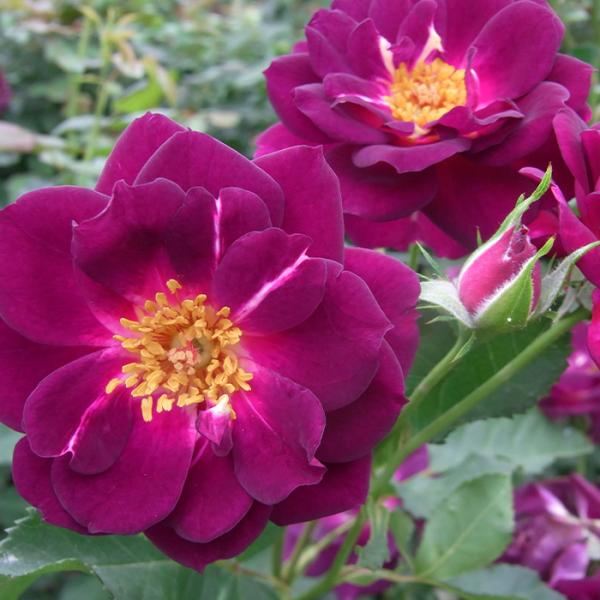 flower-net_z231207105