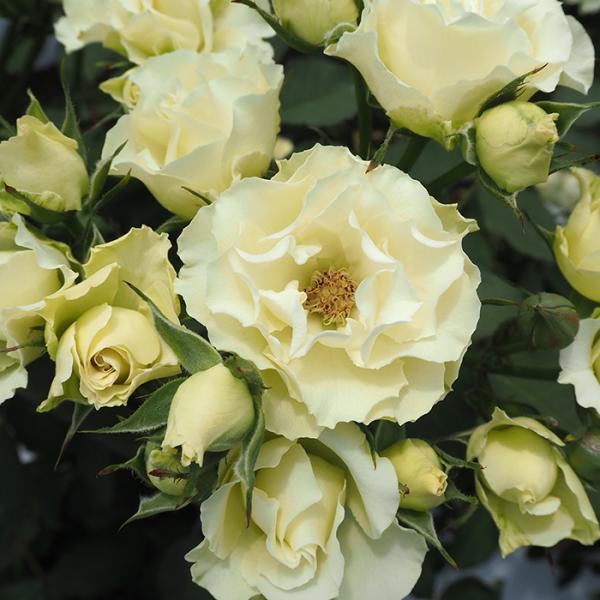 日本花キ流通 予約販売 バラ 苗 バラ 新苗 中輪 緑光 四季咲き 薔薇