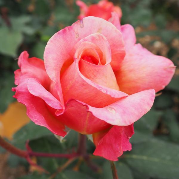 【商品説明】濃いスパイシーな香りと、レッド、ピンク、オレンジと複雑な色味が魅惑的な品種です。 【香り】★★★★☆（花の近くに居ると感じとれる強い香り）【分類】ハイブリッドティ【開花サイクル】四季咲き【花径】大輪10cm【成株の樹形　樹高】木...