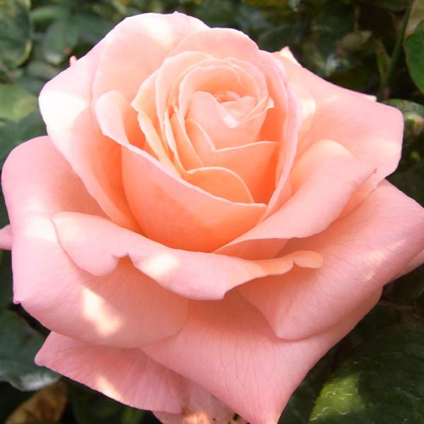 flower-net_z231207112