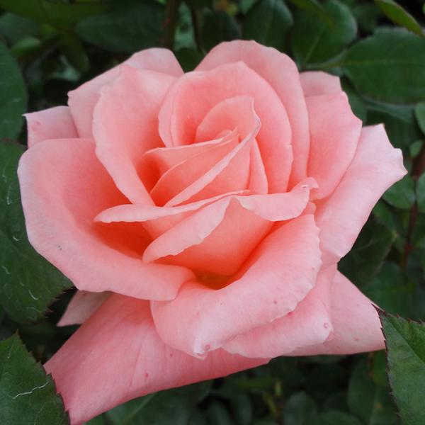 日本花キ流通 予約販売 バラ 苗 バラ 新苗 大輪 ソニア 四季咲き 薔薇