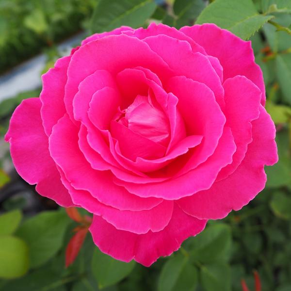 flower-net_z231207122