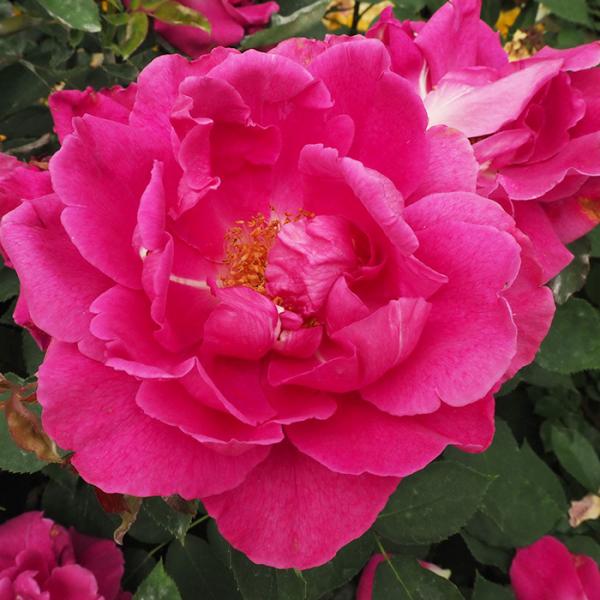 大バラ苗 和バラ 3年株　赤バラ 大バラ苗 和バラ 3年株 赤バラ 苗 バラ苗 赤」の人気